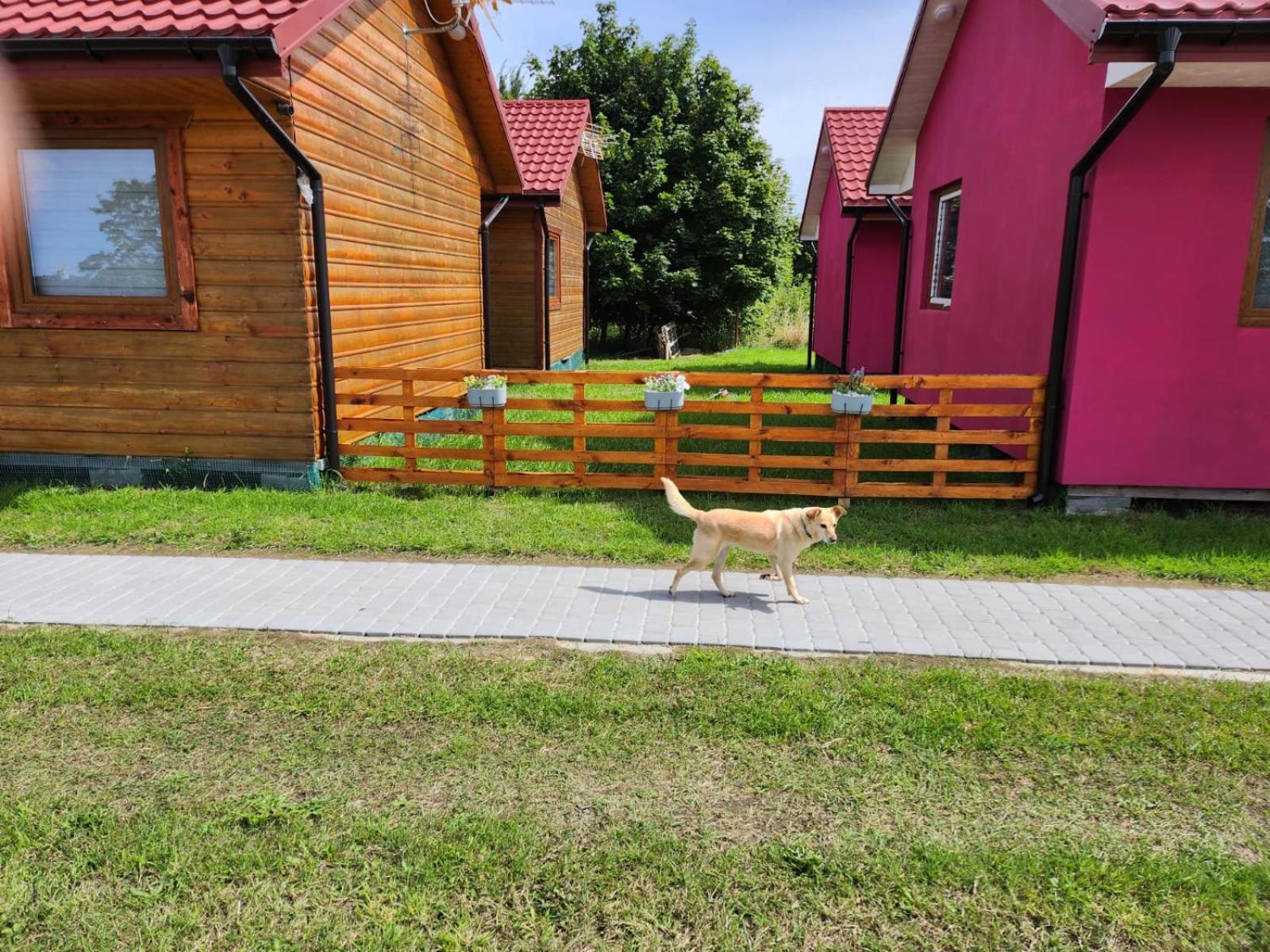 Domki Letniskowe U Zuni Chłopy Exterior foto